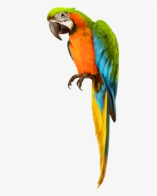#parrot #bird #pirate #shoulder #pirates #dressup #costume - Transparent Background Parrot Png, Png Download, Free Download