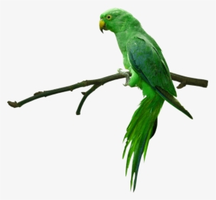 Full Green Parrot Png, Transparent Png, Free Download
