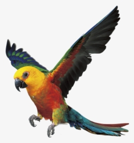 Parrot Bird Fly Png, Transparent Png, Free Download