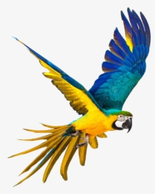Transparent Background Parrot Png, Png Download, Free Download