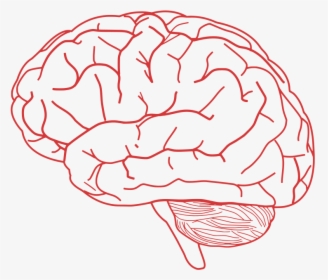 Brain Outline Png