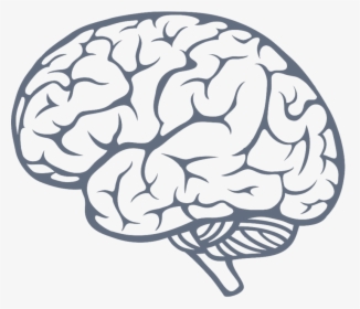 Transparent Brain Drawing Clipart - Brain Png, Png Download, Free Download
