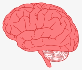 Brain Profile Optimized Big Image Png Ⓒ - Brain For Kids, Transparent Png, Free Download