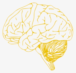 Human Brain Icon - Brain Clip Art, HD Png Download, Free Download