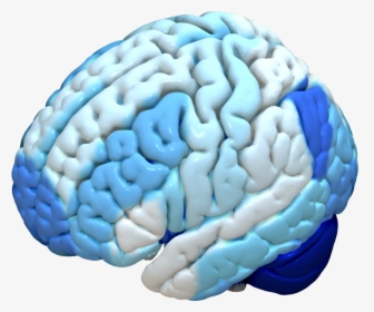 Transparent Brain Outline Png - Brain Atlas Parcellation, Png Download, Free Download