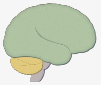 An Image Showing The Lateral View Of The Brain - Human Brain, HD Png Download, Free Download