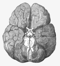 Brain Anatomy Drawing - Circle Of Willis Thomas Willis, HD Png Download, Free Download