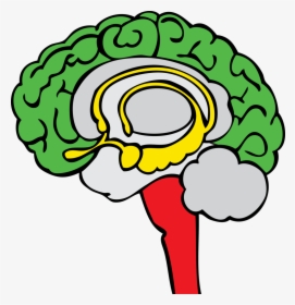 Knowledge Clipart Brain - Red Green Yellow Brain, HD Png Download, Free Download