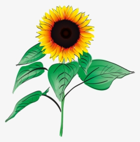 Sunflower, Summer, Plant, Garden, Flower, Orange, Field - Gambar Bunga Matahari Png, Transparent Png, Free Download