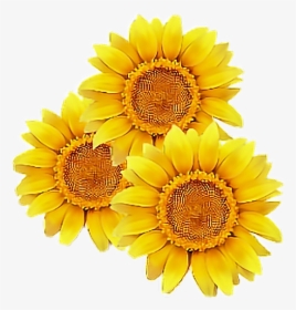 #sunflower #flower #yellow #cute #tumblr #overlay #flowers - Transparent Background Sunflower Clipart, HD Png Download, Free Download