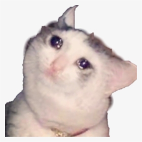 Sad Sadcat Cat Cats Cry Crybaby Tear Tears Crying Kitty - Crying Cat Png, Transparent Png, Free Download