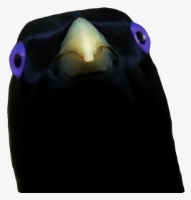 Adã©lie Penguin, HD Png Download, Free Download