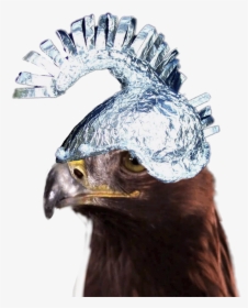 #eagle #tinfoilhat - Gif Sexy Eagle, HD Png Download, Free Download