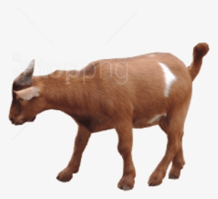 Goat Images Png - Transparent Background Goat Png, Png Download, Free Download