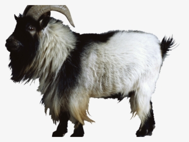 Transparent Background Goats Png, Png Download, Free Download