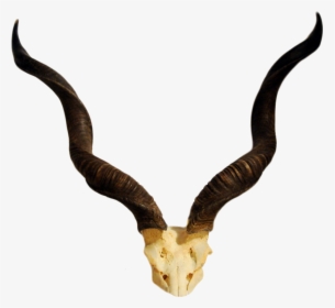 Horn Antelope Greater Kudu Skull - Antelope Horns Clipart, HD Png Download, Free Download