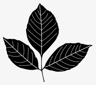 Ash Leaf Silhouette, HD Png Download, Free Download
