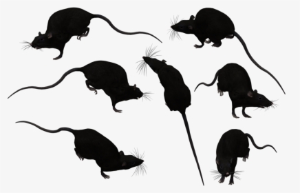 Brown Rat Mouse Black Rat Clip Art - Transparent Background Mouse Silhouette Png, Png Download, Free Download