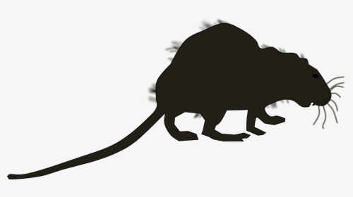 Tail,silhouette,wildlife - Marsupial, HD Png Download, Free Download