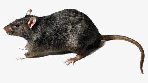 Transparent Rats Clipart - Large Rat, HD Png Download, Free Download
