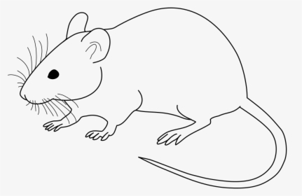 Clip Art Rat Black And White Clipart - Black And White Image Of Rat, HD Png Download, Free Download