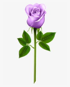 Purple Rose Png - Blue Rose Png, Transparent Png, Free Download