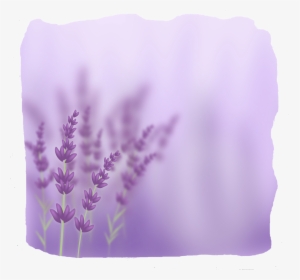Transparent Lavender Flower Png - Lavender Background Light Purple, Png Download, Free Download