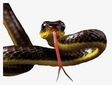 #snake - Common Garter Snake, HD Png Download, Free Download