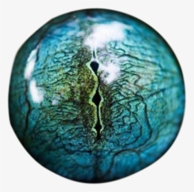 Transparent Snake Eye Made By Totally Transparent - Snake Eye Close Up, HD Png Download, Free Download