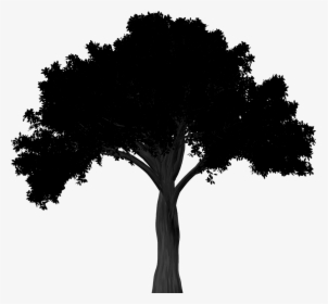 Silhouette Elm Tree Free Photo - Simple Oak Tree Silhouette, HD Png Download, Free Download