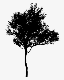 Transparent Tree Shadow Png - Silhouette Of Trees Png, Png Download, Free Download