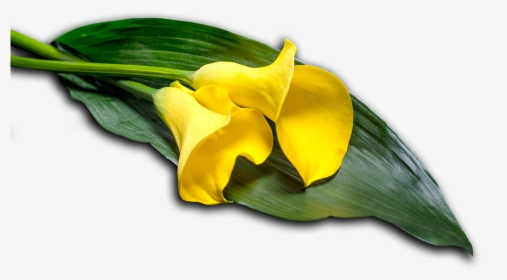 Calla, Leaf, Flower, Nature, Blossom, Bloom, Plant - Yellow Iris, HD Png Download, Free Download