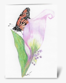 Butterfly And Calla Lily Greeting Card - Arum, HD Png Download, Free Download