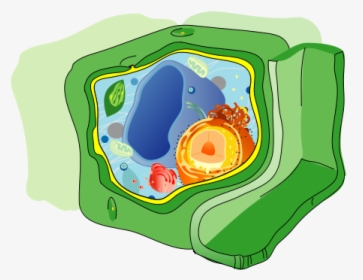 Plant Cell Structure No Text-2 - Plant Cell Diagram, HD Png Download, Free Download