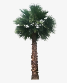 Fan Palm Tree Png, Transparent Png, Free Download
