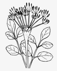 Naked-stemmed Desert Parsely - Desert Plant Clip Art, HD Png Download, Free Download