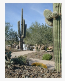 Desert Home In Beautiful Community - Hedgehog Cactus, HD Png Download, Free Download