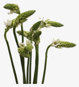 Star Of Bethlehem - Angelica, HD Png Download, Free Download