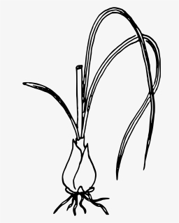 Green Onion Black And White, HD Png Download, Free Download