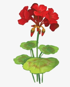 Summer Flowers Clip Art - Geranium Clip Art, HD Png Download, Free Download
