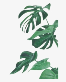 Watercolor Painting Leaf Botanical Illustration Botany - Leaves Illustration Png, Transparent Png, Free Download