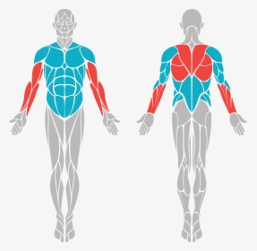 Muscles Front And Back, HD Png Download, Free Download