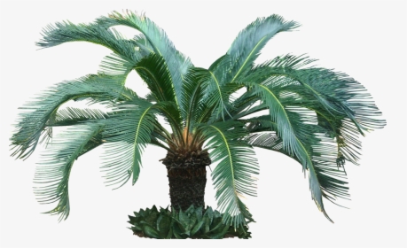 Fijikit Divider Smh - Cycas Palm Tree Png, Transparent Png, Free Download