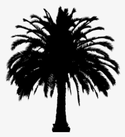 Tropical Palm Tree Png Full Hd With Transparent Bg - Oil Palm Tree Png, Png Download, Free Download
