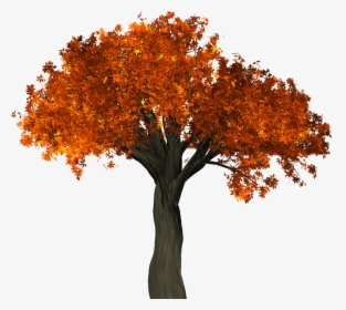 Autumn Tree Transparent Background - Fall Tree Transparent Background, HD Png Download, Free Download