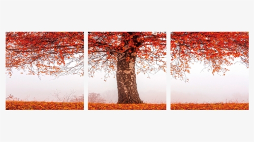 Autumn Tree - Autumn, HD Png Download, Free Download