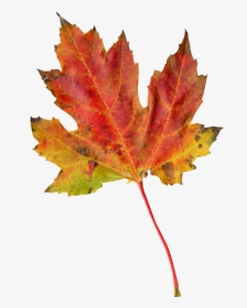 Tree Png Transparent Image - Transparent Autumn Leaf, Png Download, Free Download