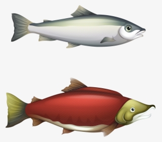 Clip Art Fishing Vector Chart - Sockeye Salmon Life Stages, HD Png Download, Free Download