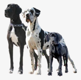 Transparent Great Dane Png - Egyptian Great Dane, Png Download, Free Download