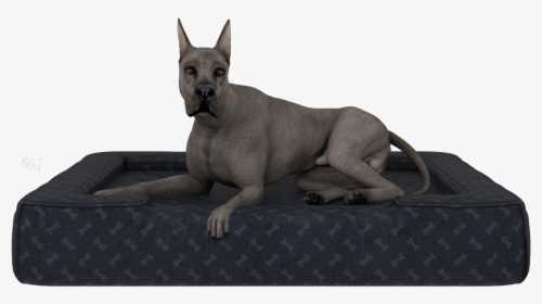 Giant Dog Breed, HD Png Download, Free Download